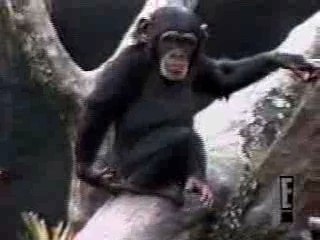 le singe sent ses fesses