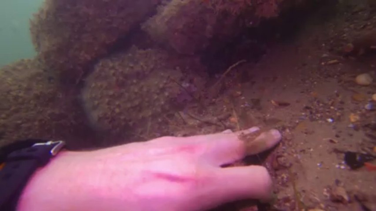 Les crevettes sont curieuses, laissez leur le temps de vous le montrer ...