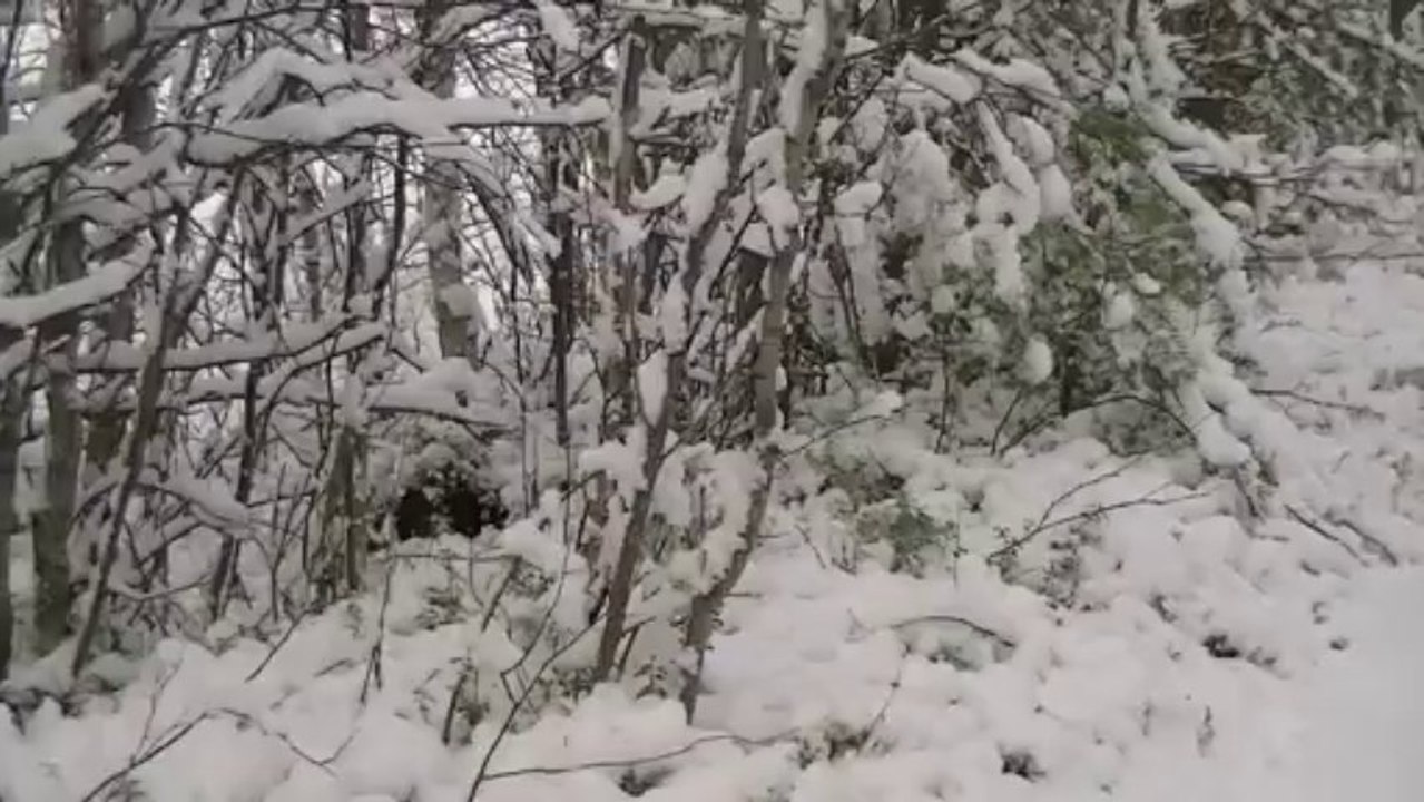 Белка в поиске