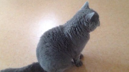 Hestia la zen attitude, comme maman!