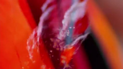 ABC OF DEATH - bande annonce 1