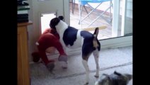 Funny Dog playing with his favorite teddy bear!!