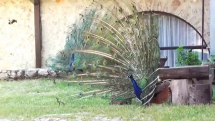 Macedonian Beauty - Cok Seny Seviyorum