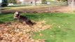 Funny Dogs and puppies Playing in Leaves Compilation