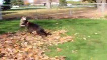 Funny Dogs and puppies Playing in Leaves Compilation