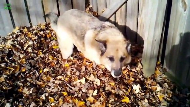 Des chiens jouent comme des fous dans les feuilles. COMPILATION.