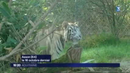 Radjah, les aventures d'un tigre voyageur