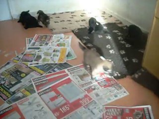 28 octobre 2013 : interrompu par l'arrivée de ma fille (donc aboiements)