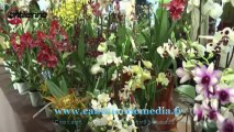 Exposition d'orchidées chantilly 2013 1ere partie