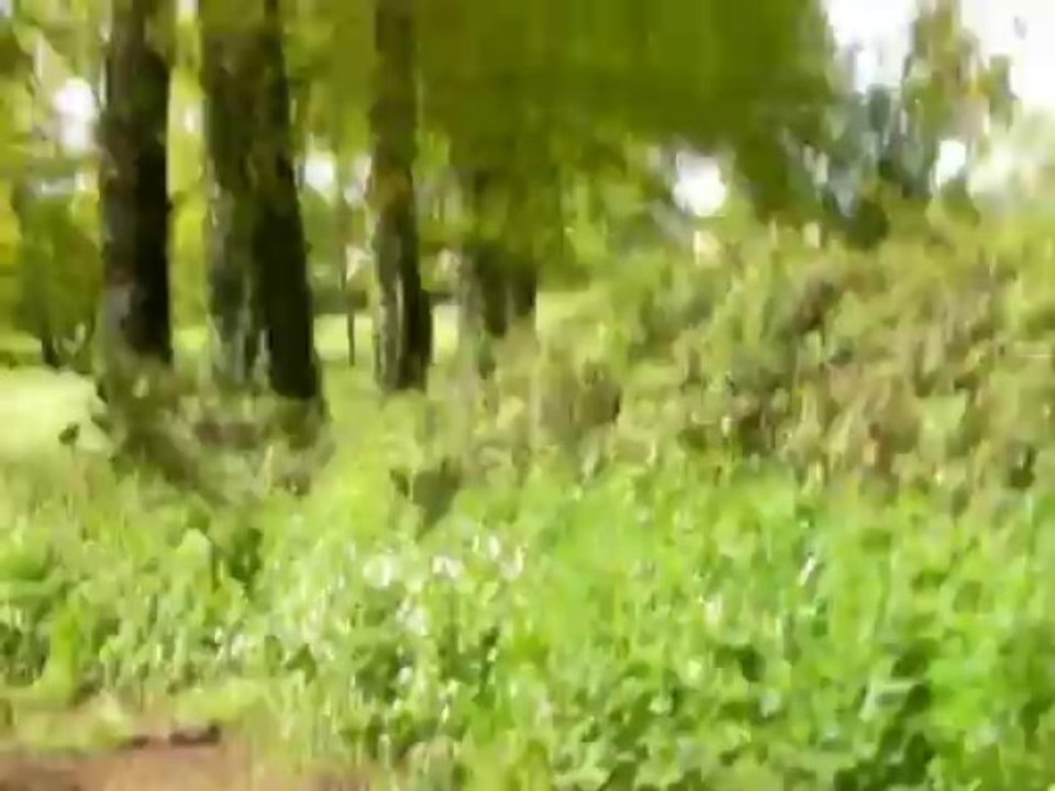 Deuxième pélerinage : du Puy en Velay à Santiago - 9 ème étape : de Livinhac-Le-Haut à Beduer.