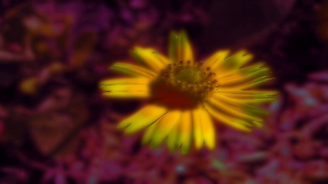 BLOOM