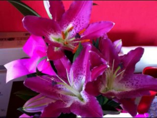 ISAIAS  CAP 57  - A BIBLIA NA LINGUAGEM DE HOJE