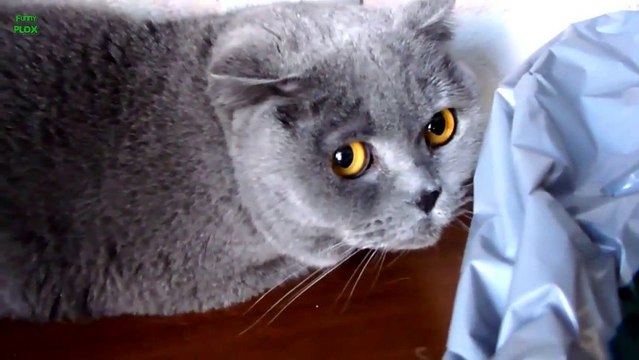 Funny Guilty Cat Video Compilation it's not me..... miaouuuuuu