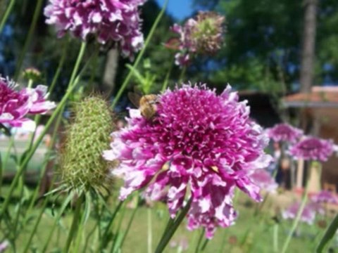 ISAIAS CAP 52 - A BIBLIA NA LINGUAGEM DE HOJE