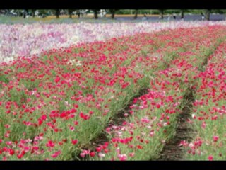 ISAIAS  CAP 54  - A BIBLIA NA LINGUAGEM DE HOJE