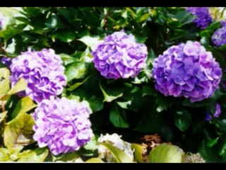 ISAIAS  CAP 55  - A BIBLIA NA LINGUAGEM DE HOJE