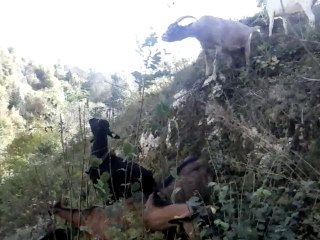 que c'est bon les frènes