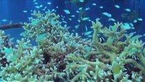 Profession : sauveteur de corail à Bora Bora