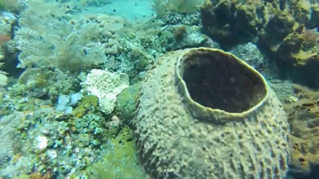 BEST OF PLONGEES BALI