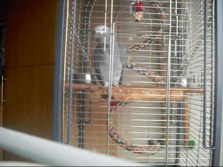 Papagaio canta Porto allez e fala palavrão