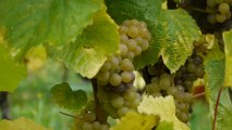 Made in Lorraine: Vin de Toul au domaine Lelièvre à Lucey