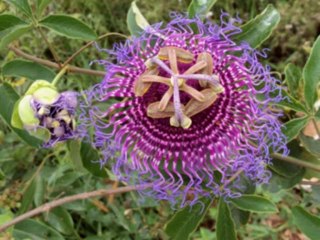 JEREMIAS  CAP 9  - A BIBLIA NA LINGUAGEM DE HOJE