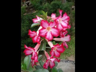 JEREMIAS  CAP 10  - A BIBLIA NA LINGUAGEM DE HOJE