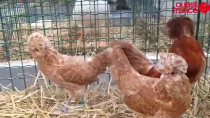 Des milliers de volailles à Challans - Expo d'aviculture