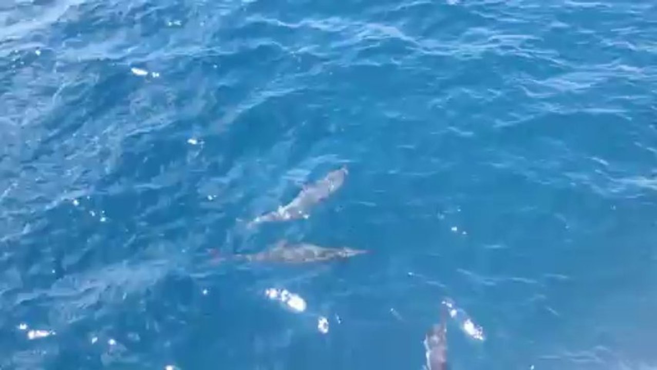 Dauphins sortie baleines