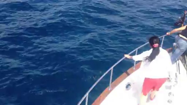 Dauphins sortie baleines