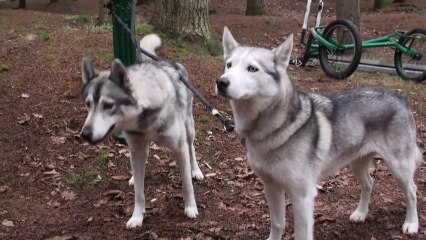 2013.10 Balisage du championnat de france kart SDRC