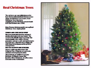 Real Christmas Trees