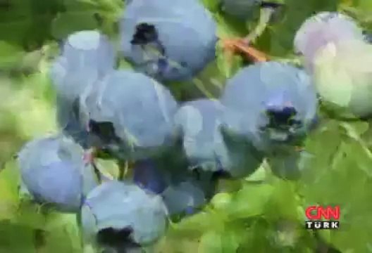 Yaban Mersininin Faydaları-Yaban Mersini Yararları Neye İyi Gelir