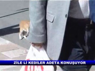 ZİLE Lİ KEDİLER