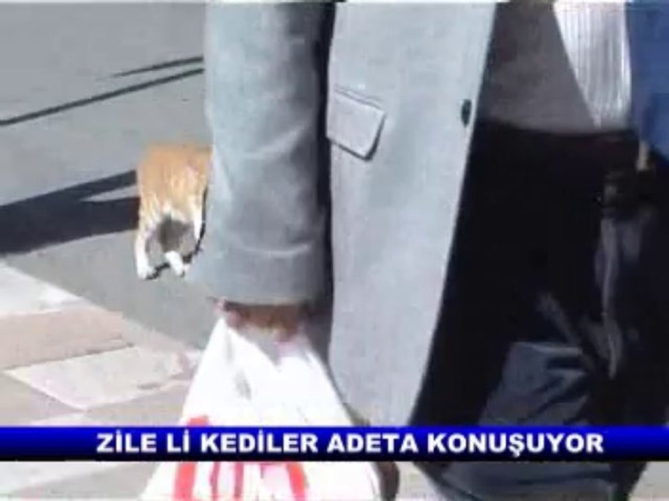 ZİLE Lİ KEDİLER