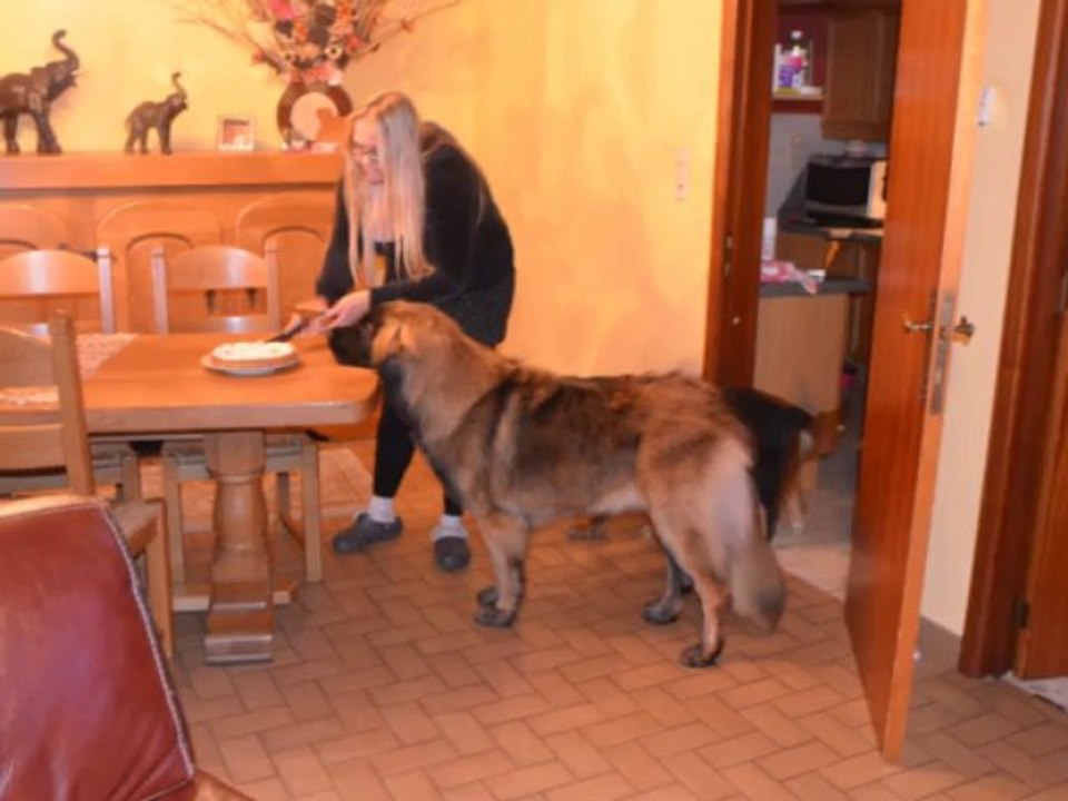 Anniversaire de Laïka :)