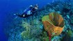 Scuba Diving Trips in Key Largo