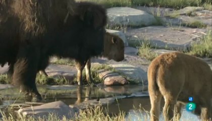 Perritos subterráneos, una historia de la pradera