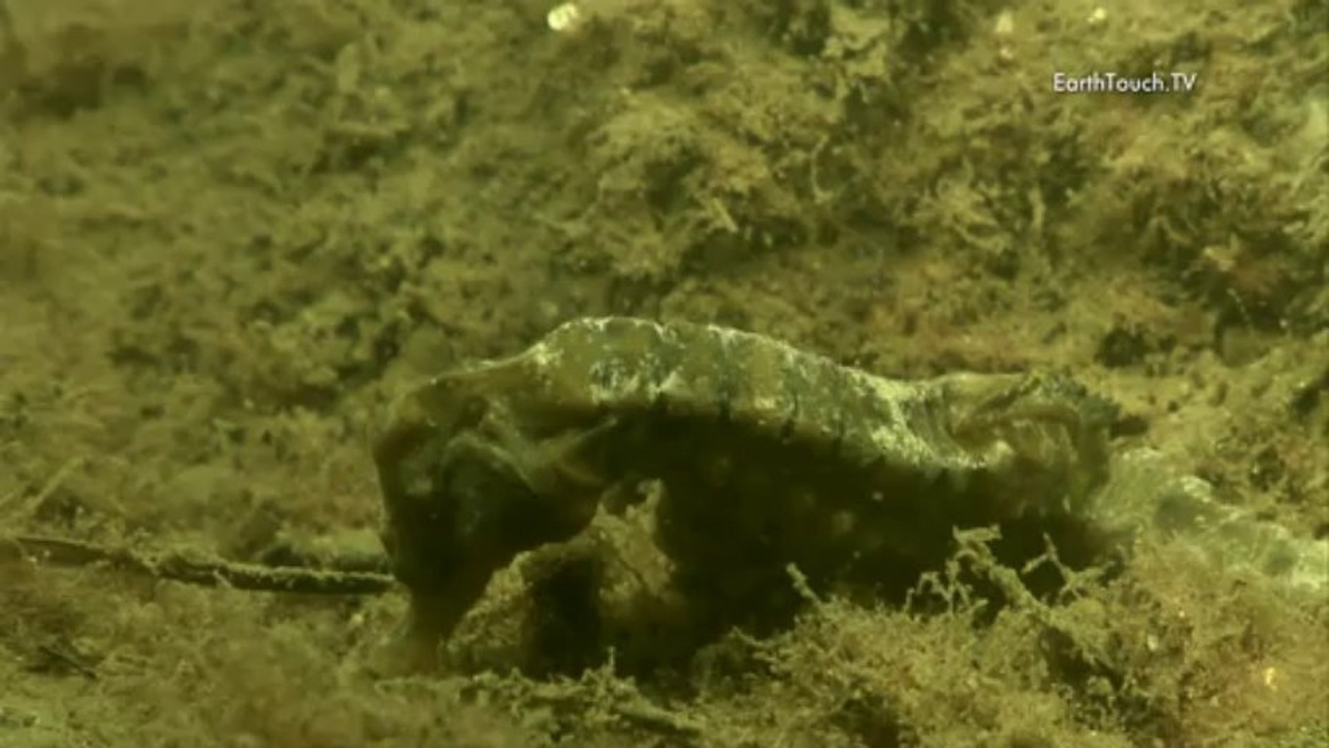 ⁣Up close with world's most endangered seahorse