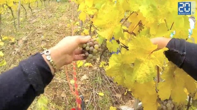Les vendanges de Rangen en Alsace, encordée sur une pente à 85%