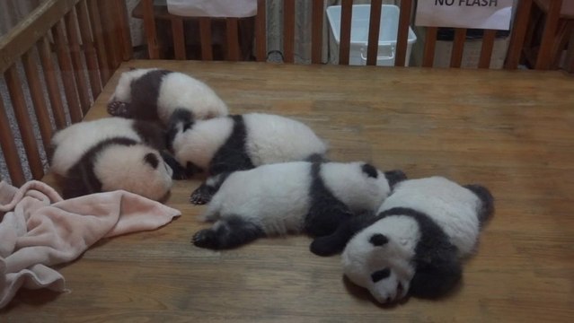 Chengdu Pandas Breeding Center 1