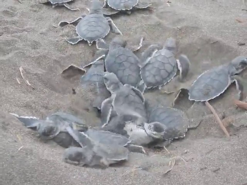 MOMENT D ETERNITURTLE !!!!