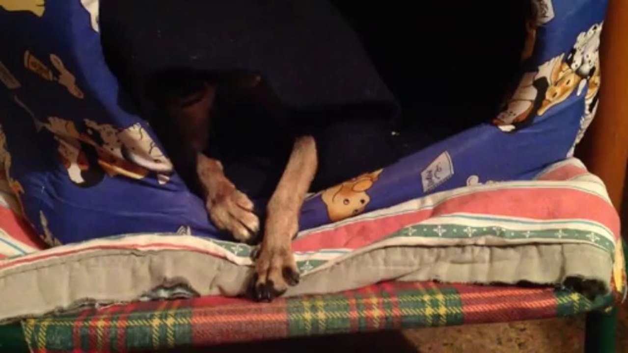 Vita da cani