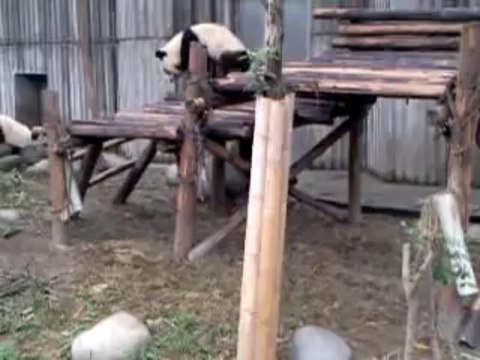 Chengdu Pandas Breeding Center 4