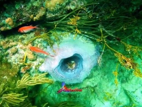 Fonds marins Antilles