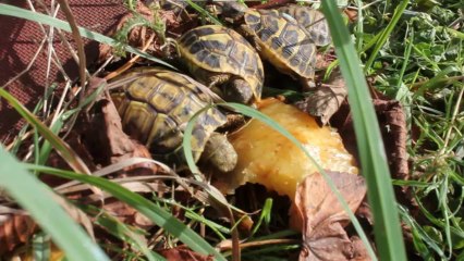 bb tortues mangeant un champignon le 29/10/2013