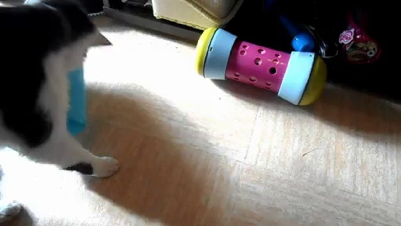 Le chat et son nouveau joujou