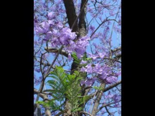 EZEQUIEL  CAP 39  - A BIBLIA NA LINGUAGEM DE HOJE