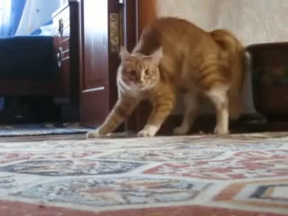 Cat gone