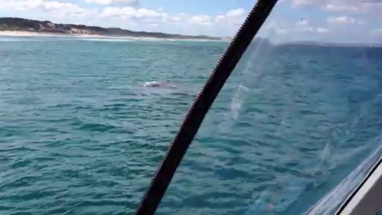 Baleines 2
